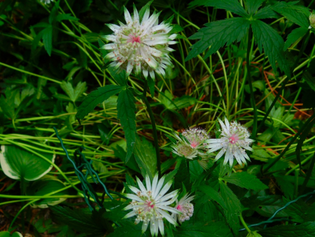 DSCN6503.jpg