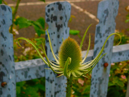 DSCN6586.jpg