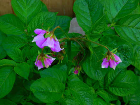 DSCN6636.jpg