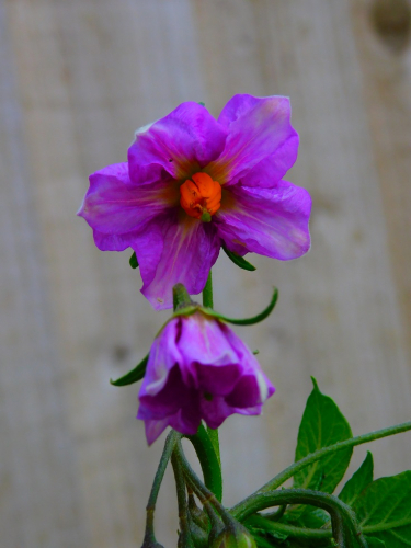 DSCN6639.jpg