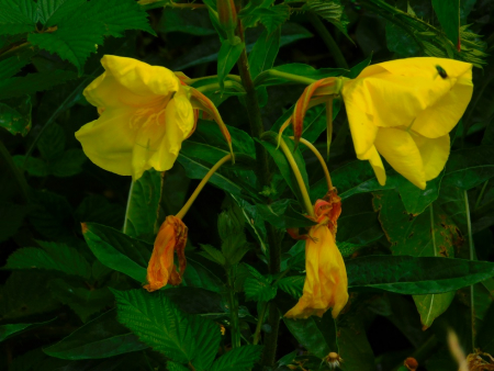 DSCN6640.jpg