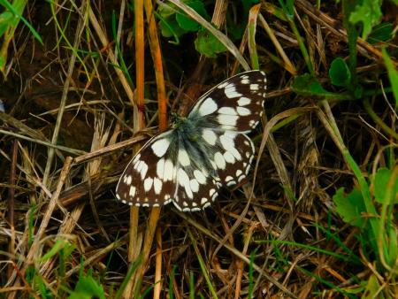 DSCN6707.jpg