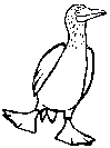 Blue-Footed-Booby.gif