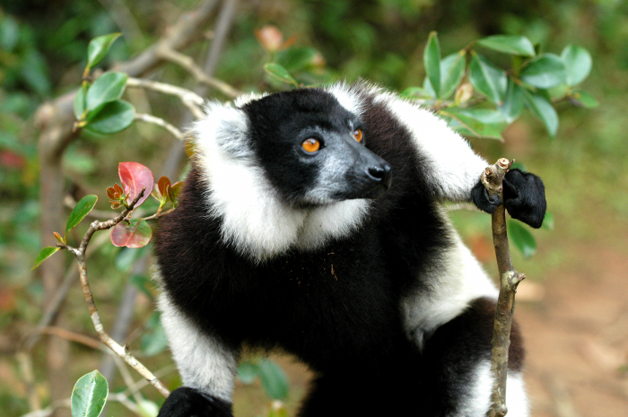 04_Apr_Black_and_White_Ruffed_Lemur_DSC_8859.jpg