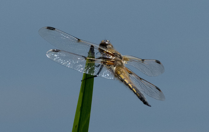 Adult_4_spot_dragonfly_Z23_3669.jpg