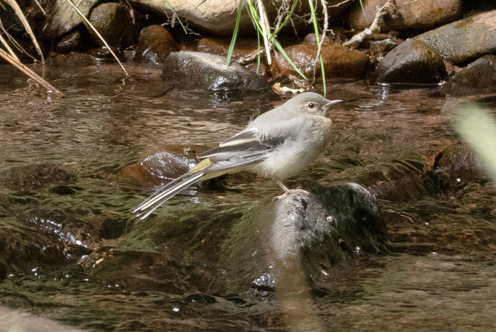 Juevenille_Grey_Wagtail_524_6711.jpg