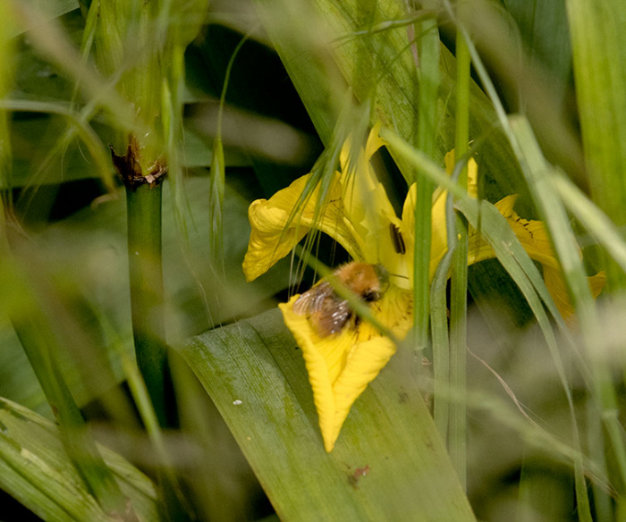 Mason_bee_Z21_0338.jpg