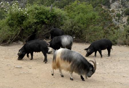 corsica_goats_DSC_3079.jpg