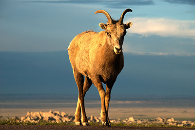 Badlands-goat_with_atitude.jpg