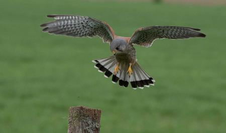 kestrel_on_final_approach.jpg