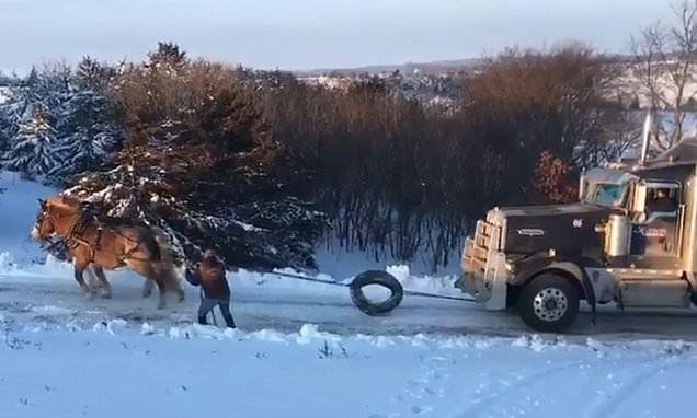 4H boys rescue trucker.jpg